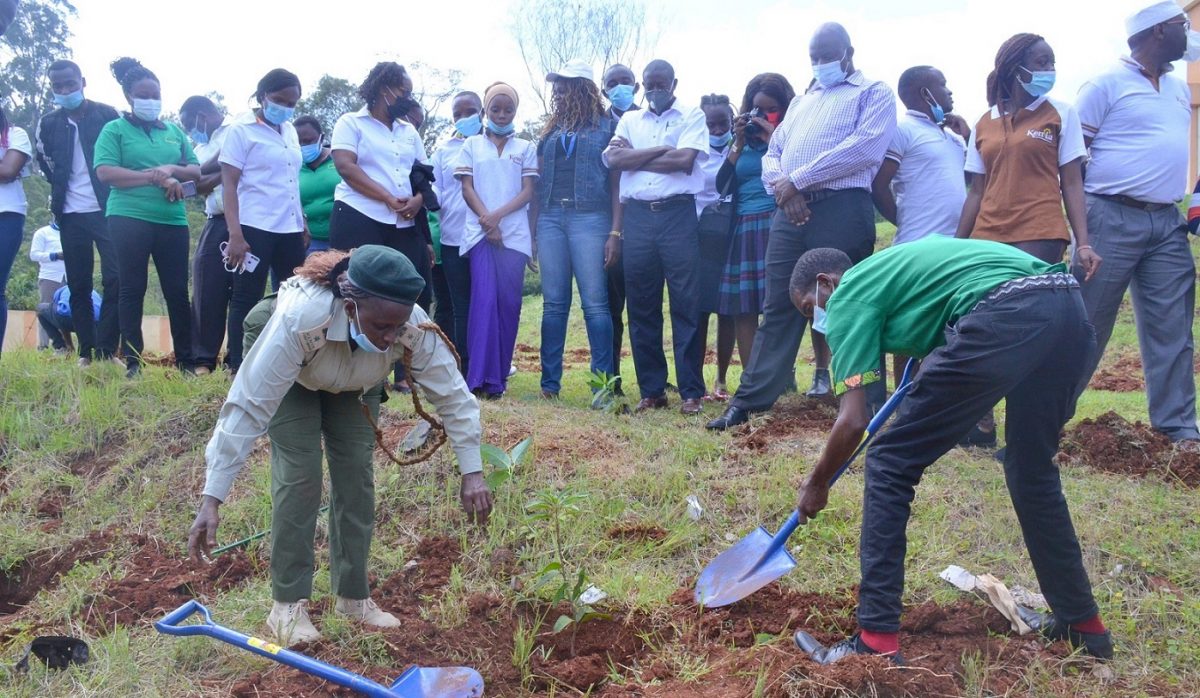 TREE PLANTING EXERCISE