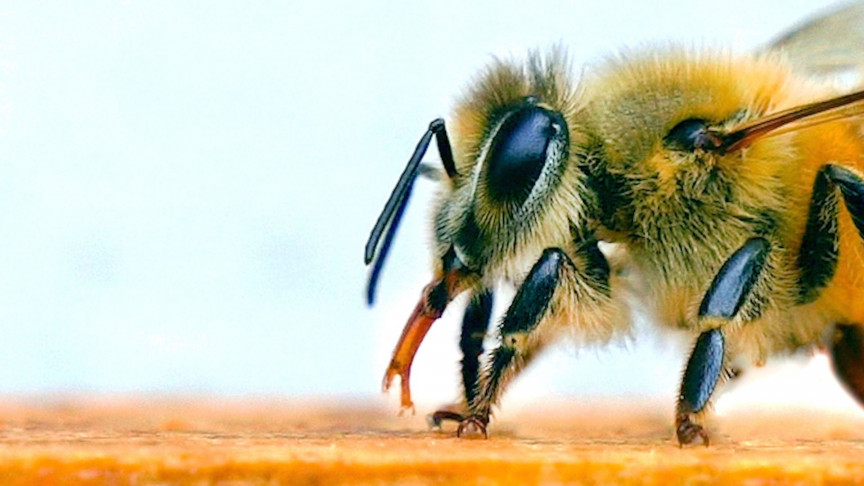 BEES IN THE NETHERLANDS TRAINED TO DETECT COVID-19 INFECTIONS