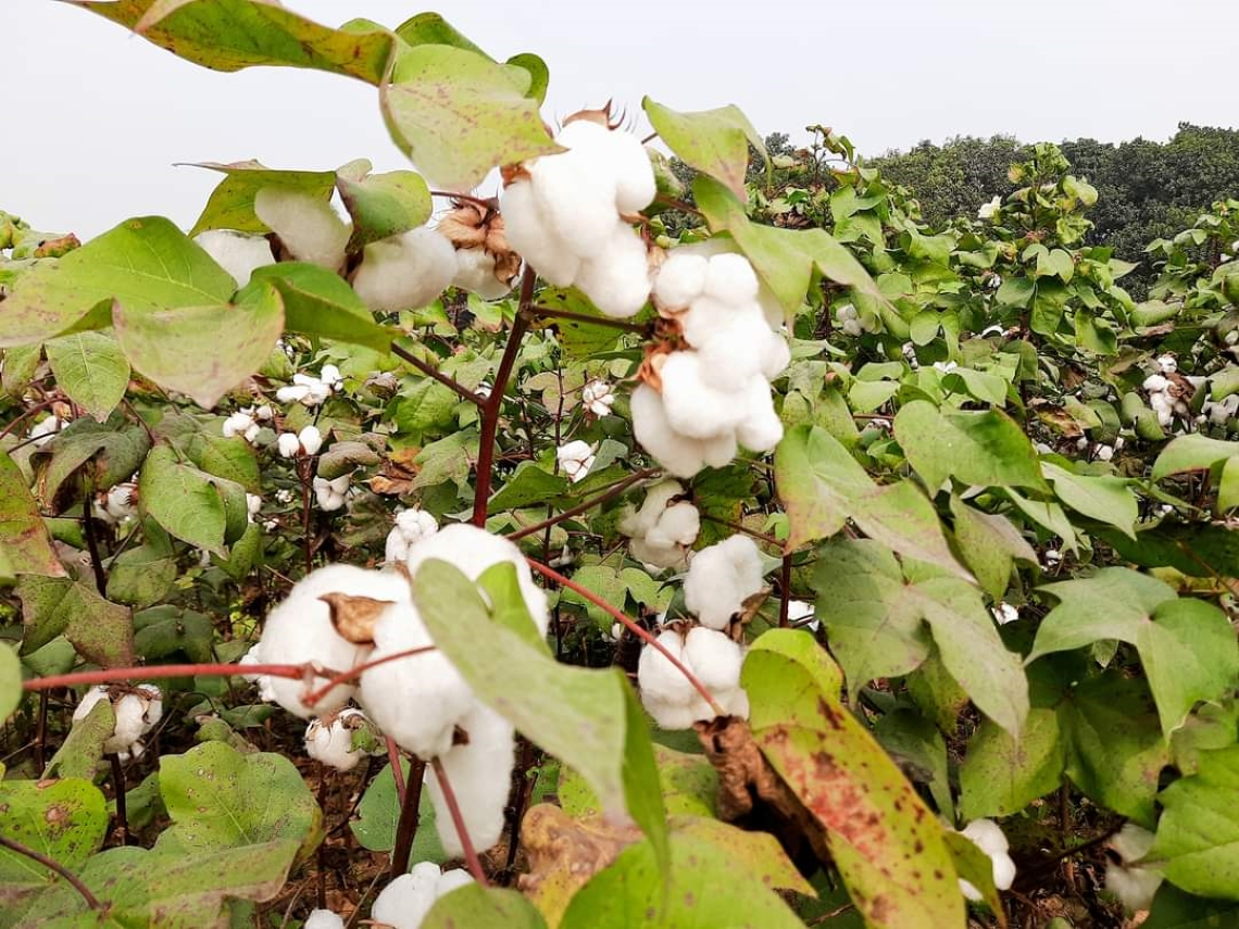 NUCLEAR TECHNIQUES HELP BANGLADESHI EXPERTS DEVELOP IMPROVED COTTON VARIETIES IN RECORD TIME