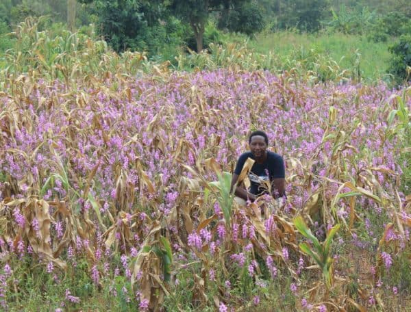 RESEARCH WORK OF KENYAN RESEARCHER RECOGNIZED AS A TOP-QUALITY SCIENCE BY ICGEB