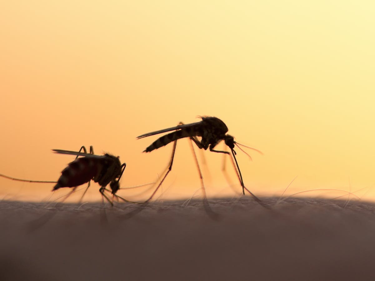 WE STUDIED THE SOUNDS OF MOSQUITOES’ MATING RITUALS – OUR FINDINGS COULD HELP FIGHT MALARIA